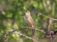 Grasshopper Warbler.