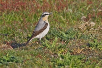 Greenland Wheatear