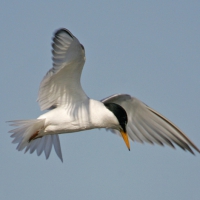 Little tern hovering.