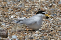 Little tern on beach