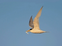 Little tern with Sand eel.