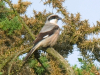 Lesser Grey Shrike