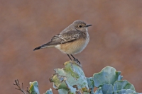 Pied Wheatear