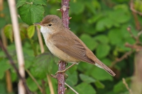 Reed Warbler