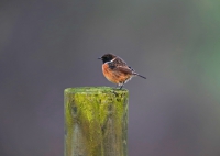 Male Stonechat.