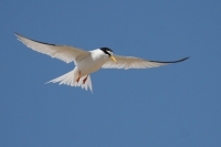 Little tern in flight.