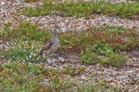 Whimbrel