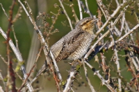 Wryneck