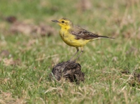 Yellow wagtail.