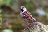 House Sparrow