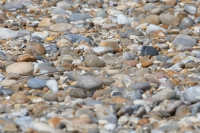 Invisible Little tern chick.