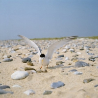 Little tern at nest.