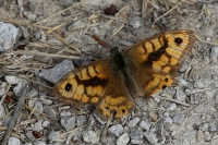 Wall butterfly.