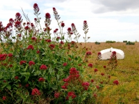 Red valerian.