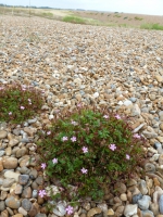 Sea herb robert.