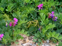 Sea pea.