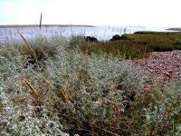 Sea wormwood.