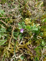 Spring vetch.