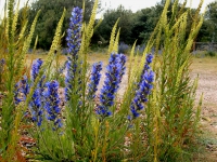 Vipers bugloss and weld.