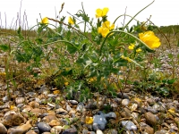 Yellow horned poppy.