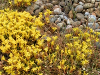 Yellow stonecrop.