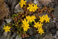 Biting stonecrop.