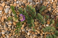 Sea pea.