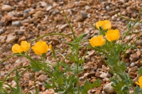 Yellow horned poppy.