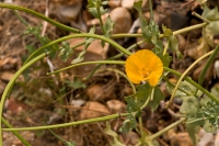 Yellow horned poppy.